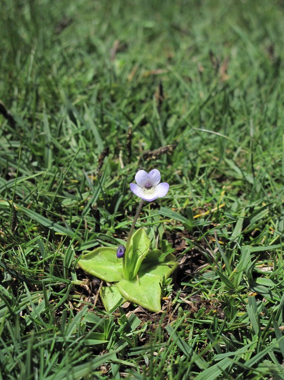 Pinguicula corsica